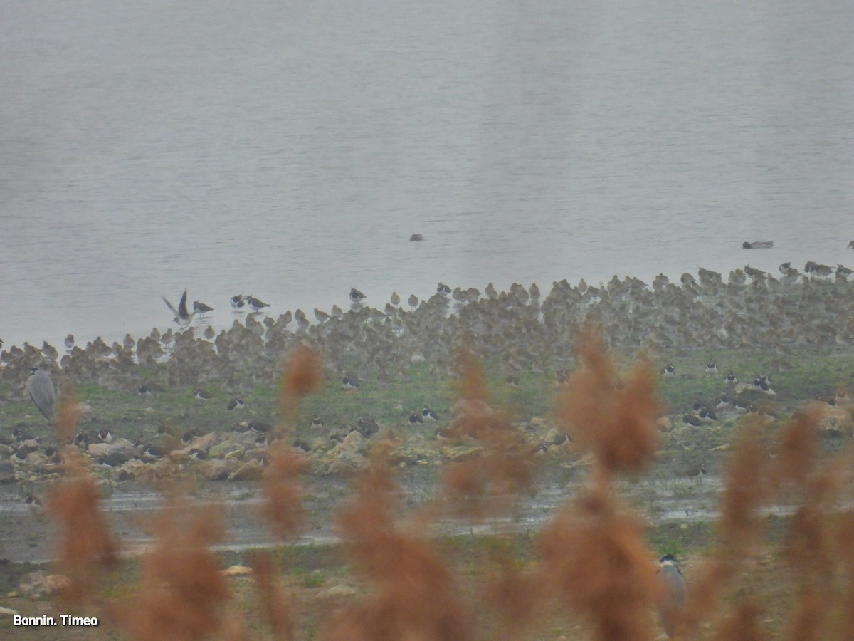 Pluvier doré - ML646898544