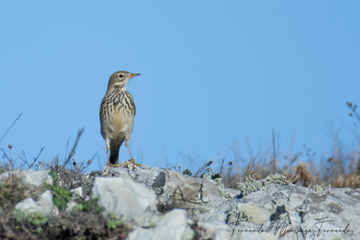Pipit farlouse - ML646898545