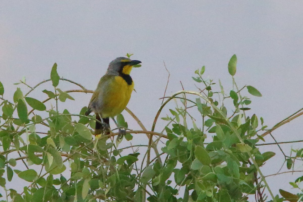 Bokmakierie - ML646898552