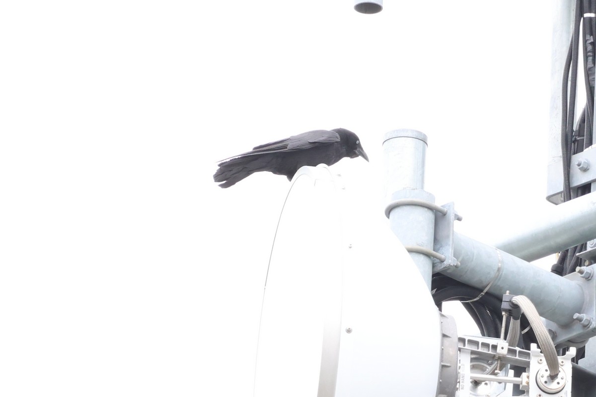 Little Raven - ML646898554