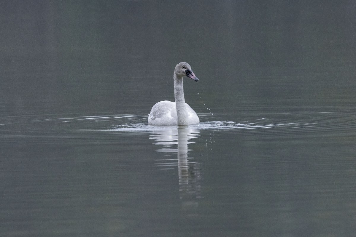 Trumpeter Swan - ML646898556