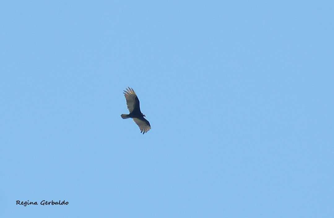 Turkey Vulture - ML646898558