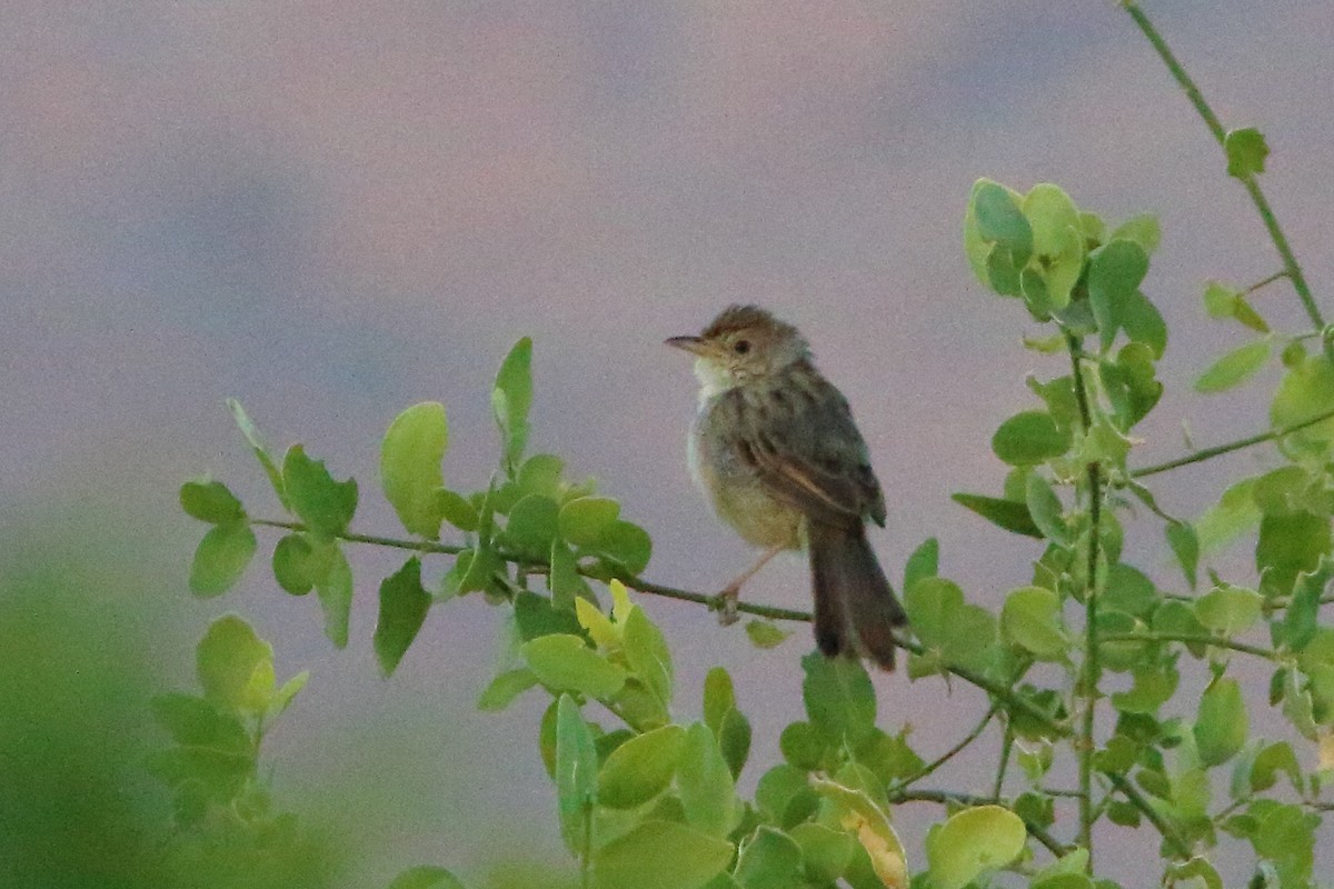 Rattling Cisticola - ML646898559