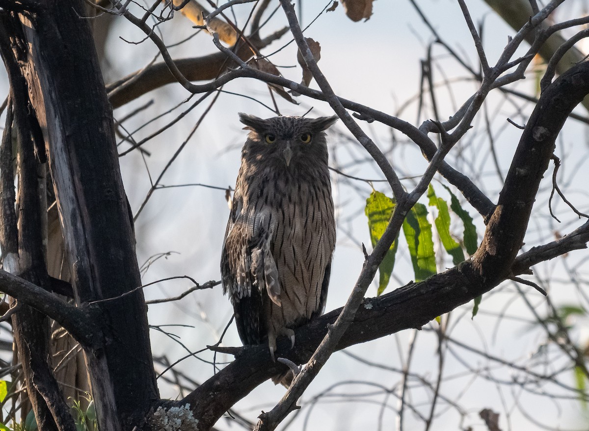 Brown Fish-Owl - ML646898560