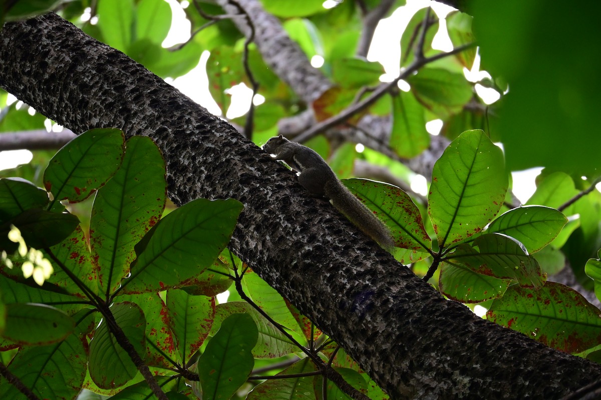 Plantain Squirrel - ML646898561