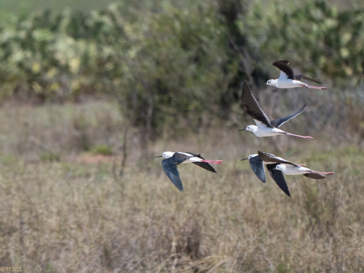 高蹺鴴 - ML646898562