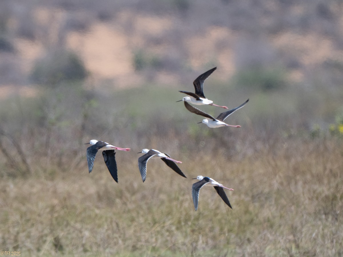 高蹺鴴 - ML646898563