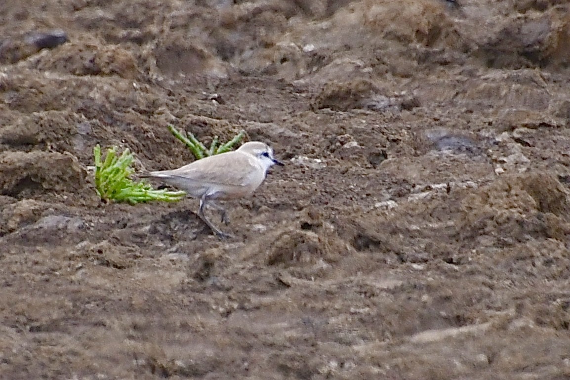 White-fronted Plover - ML646898572