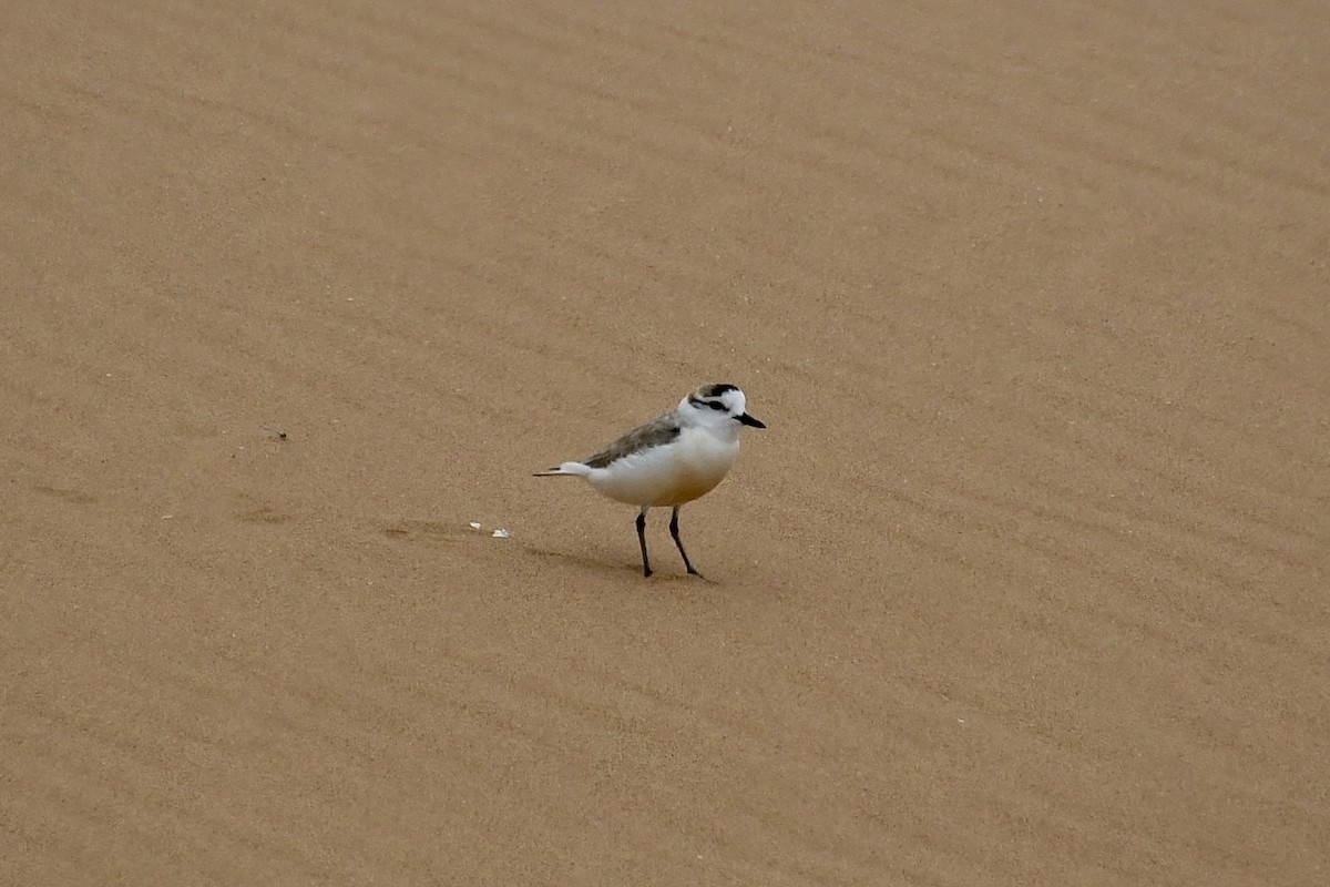 White-fronted Plover - ML646898573