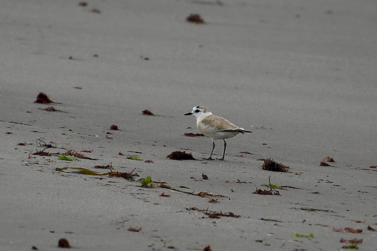 White-fronted Plover - ML646898574