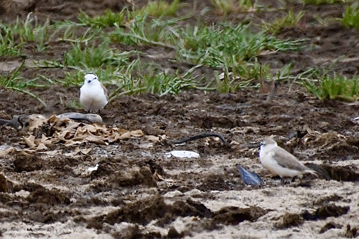 White-fronted Plover - ML646898575