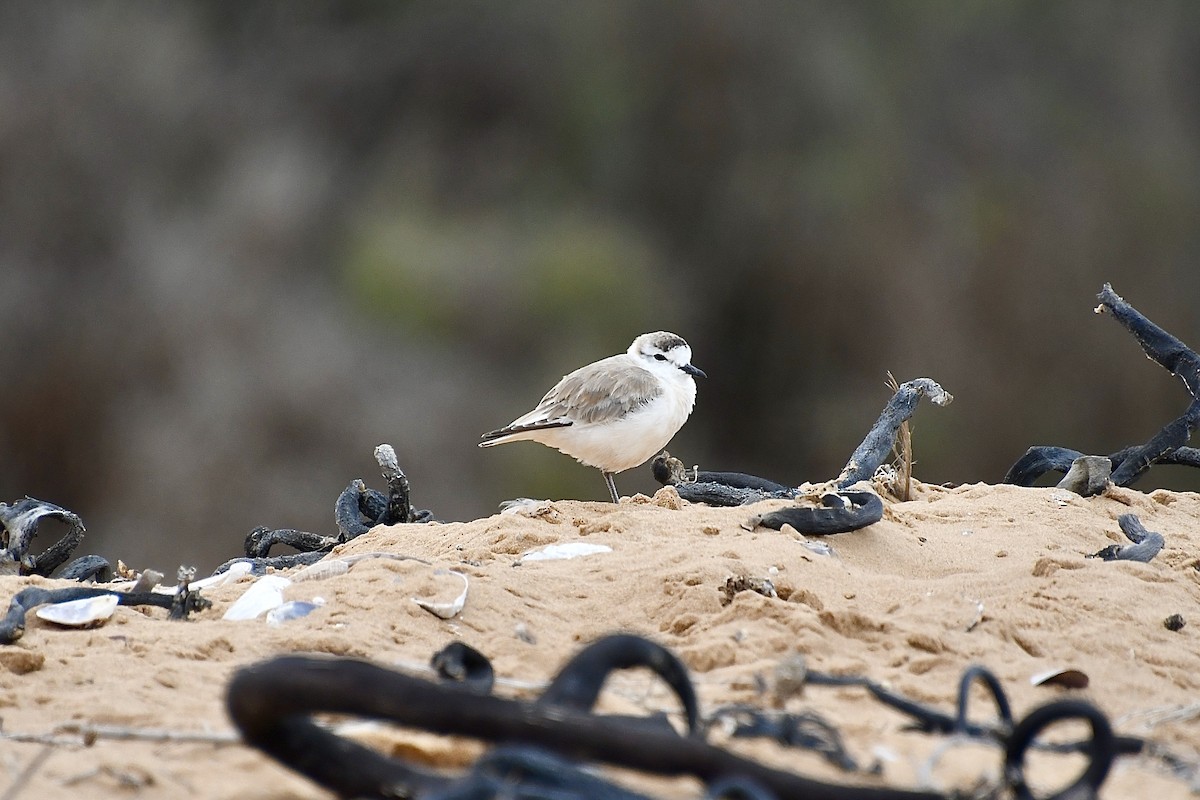 White-fronted Plover - ML646898576