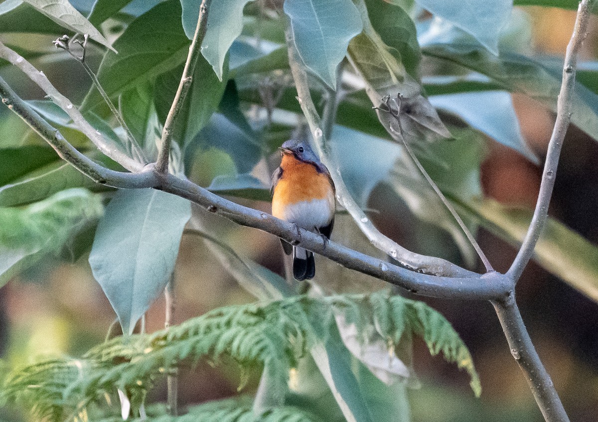 Kashmir Flycatcher - ML646898578