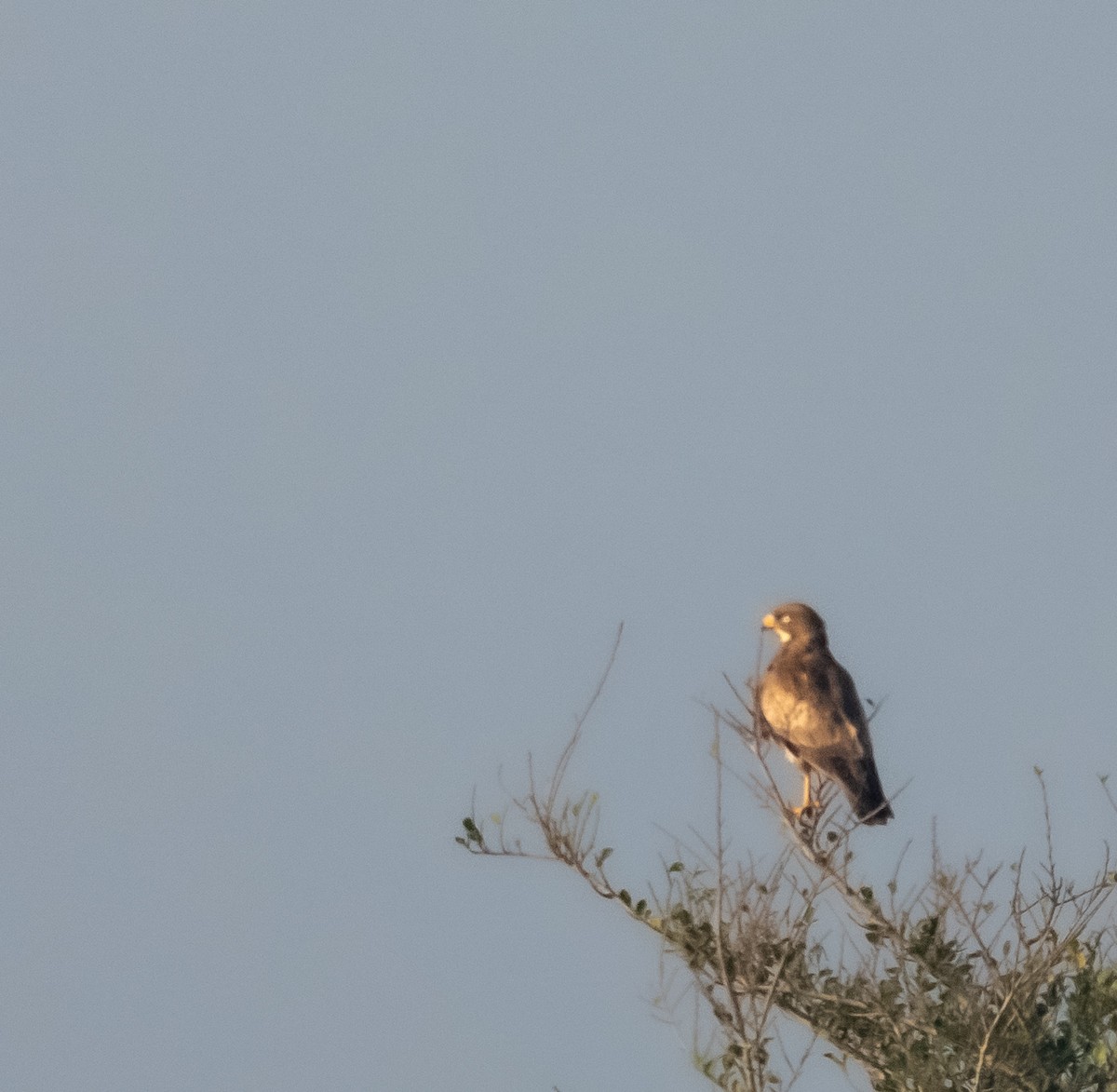 White-eyed Buzzard - ML646898580