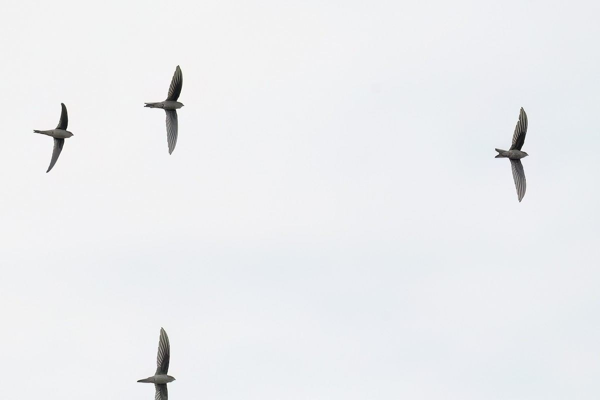 アジアヤシアマツバメ - ML646898581