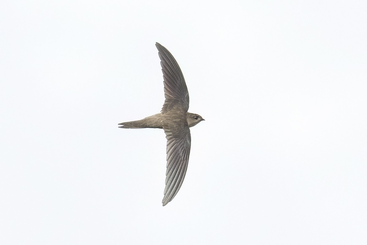 アジアヤシアマツバメ - ML646898582