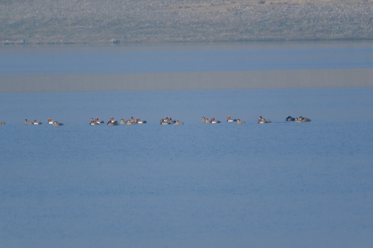 アカハシハジロ - ML646898583