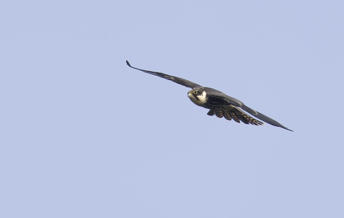 チゴハヤブサ - ML646898585