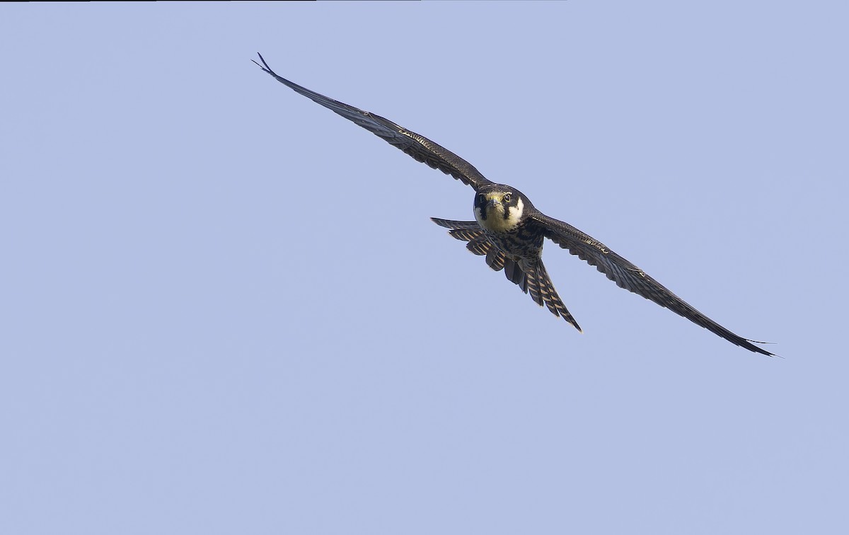 チゴハヤブサ - ML646898586