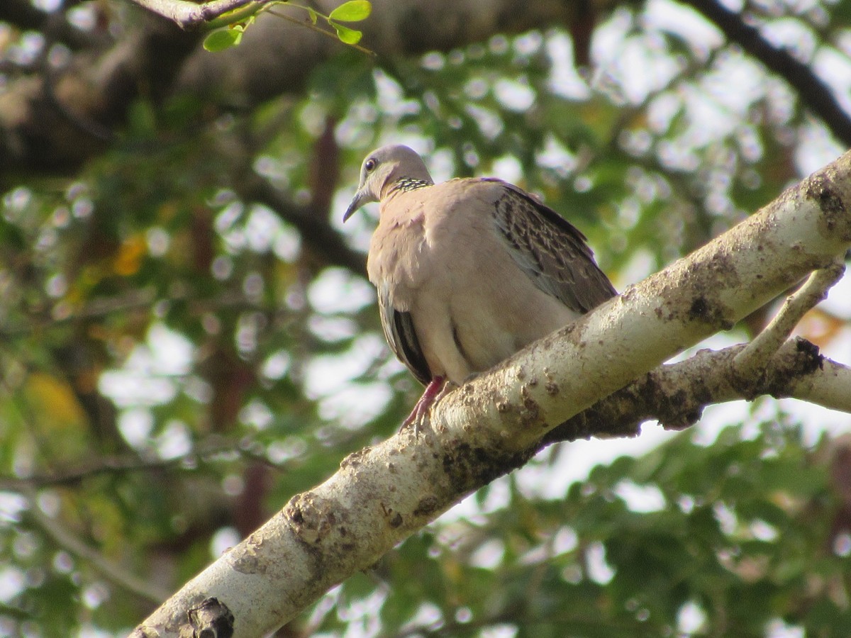 カノコバト - ML646898587