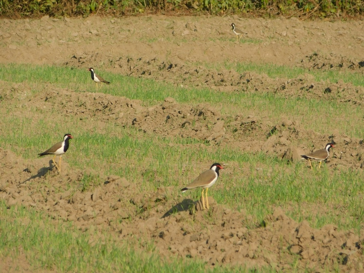 インドトサカゲリ - ML646898588