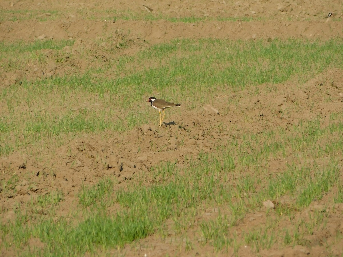 インドトサカゲリ - ML646898590