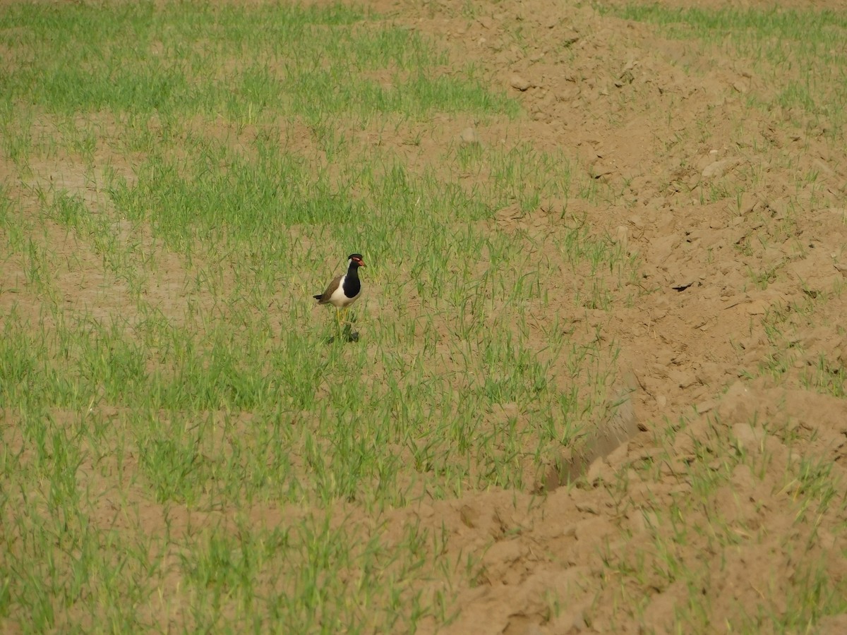 インドトサカゲリ - ML646898591