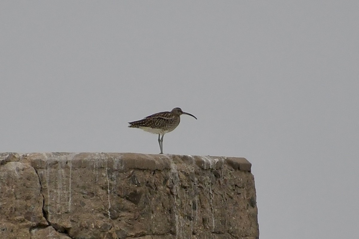 チュウシャクシギ（phaeopus） - ML646898592