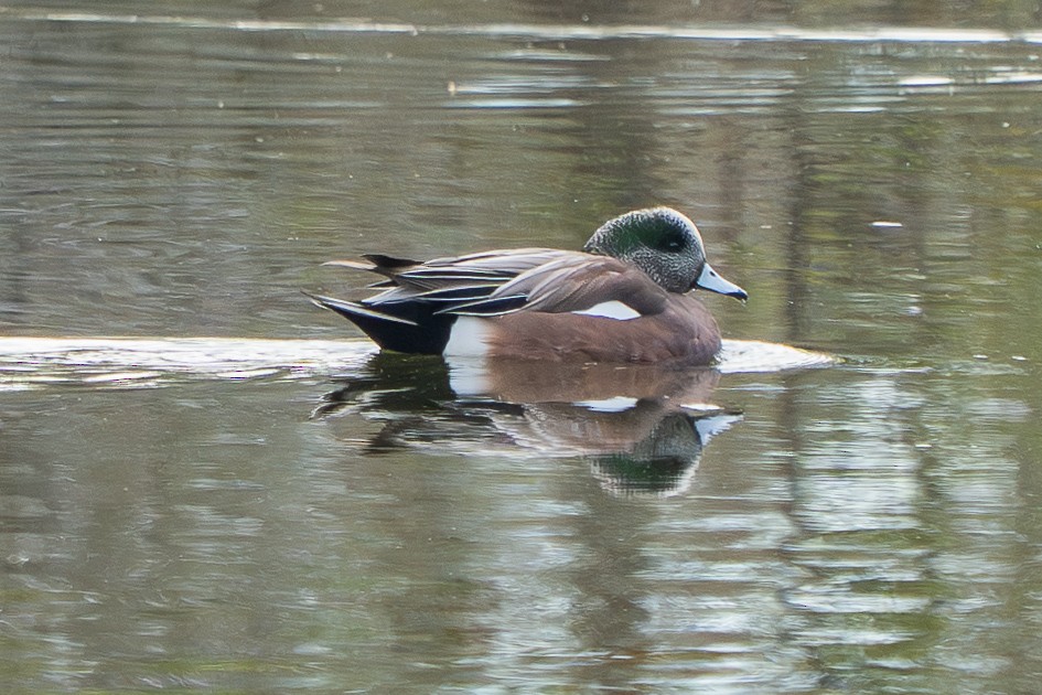 アメリカヒドリ - ML646898595