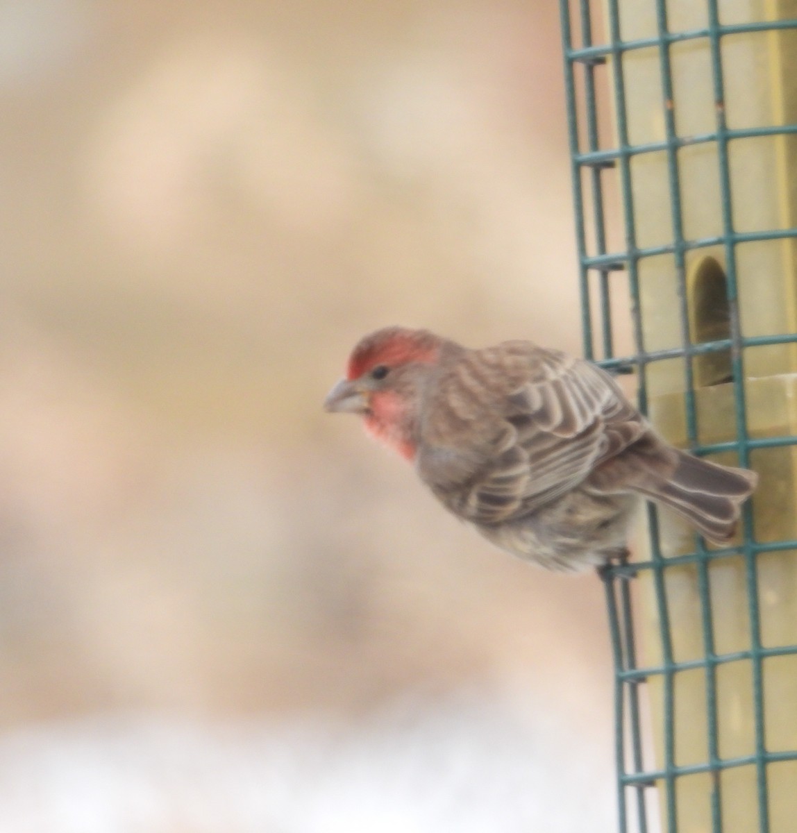 メキシコマシコ - ML646898596