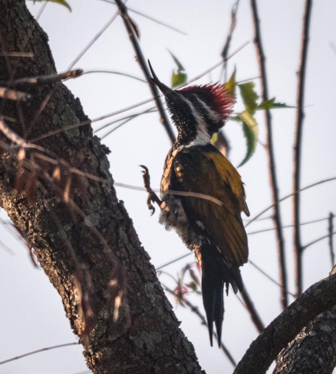 Black-rumped Flameback - ML646898597