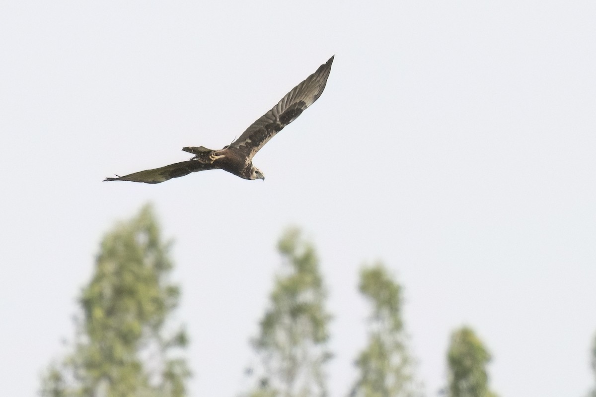 チュウヒ - ML646898599