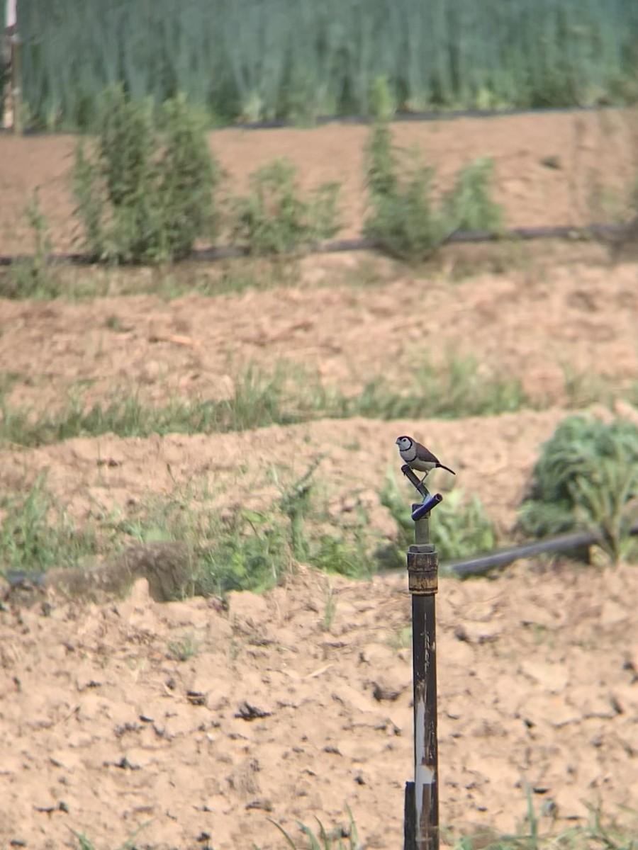 カノコスズメ - ML646898600