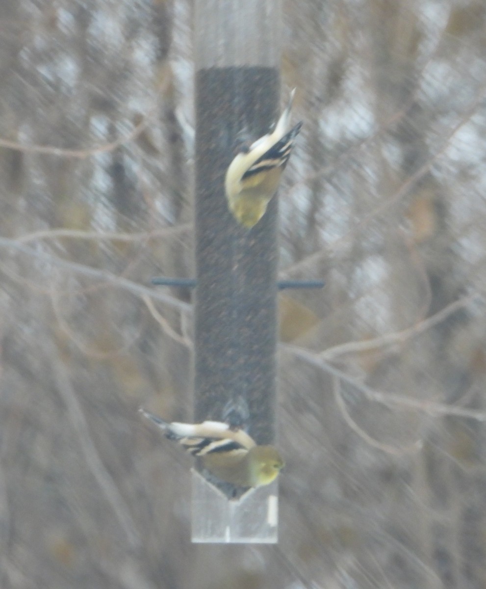 オウゴンヒワ - ML646898601