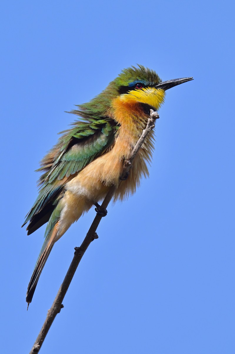 ヒメハチクイ - ML646898602