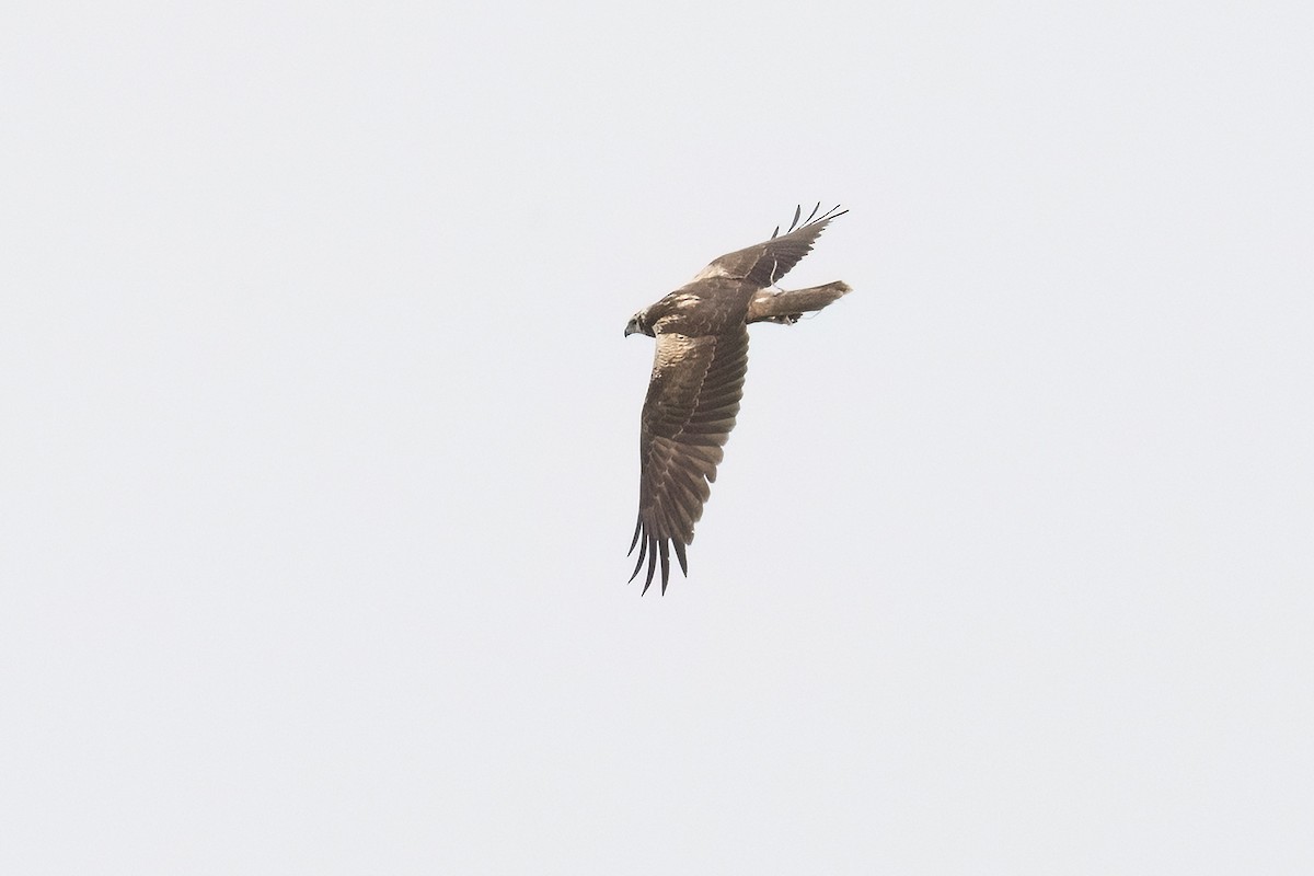 チュウヒ - ML646898603