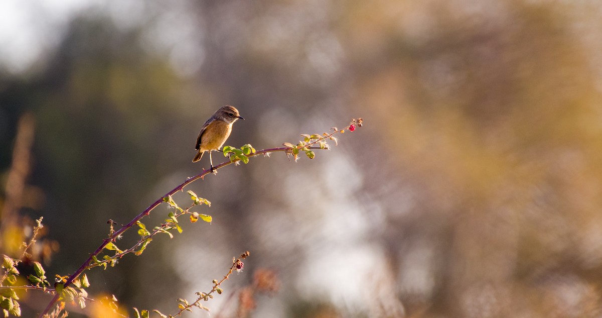 ヨーロッパノビタキ - ML646898604