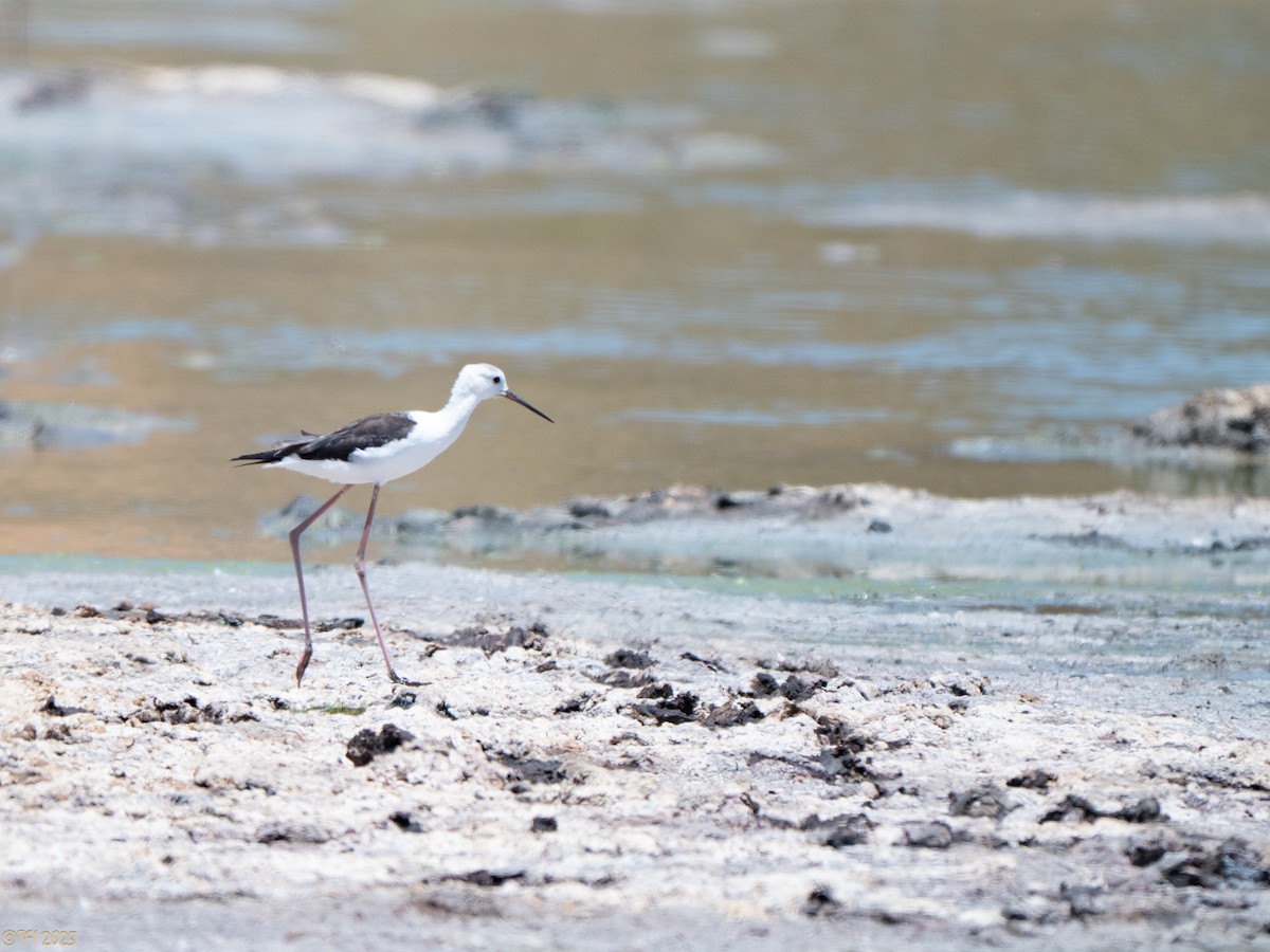 セイタカシギ - ML646898605