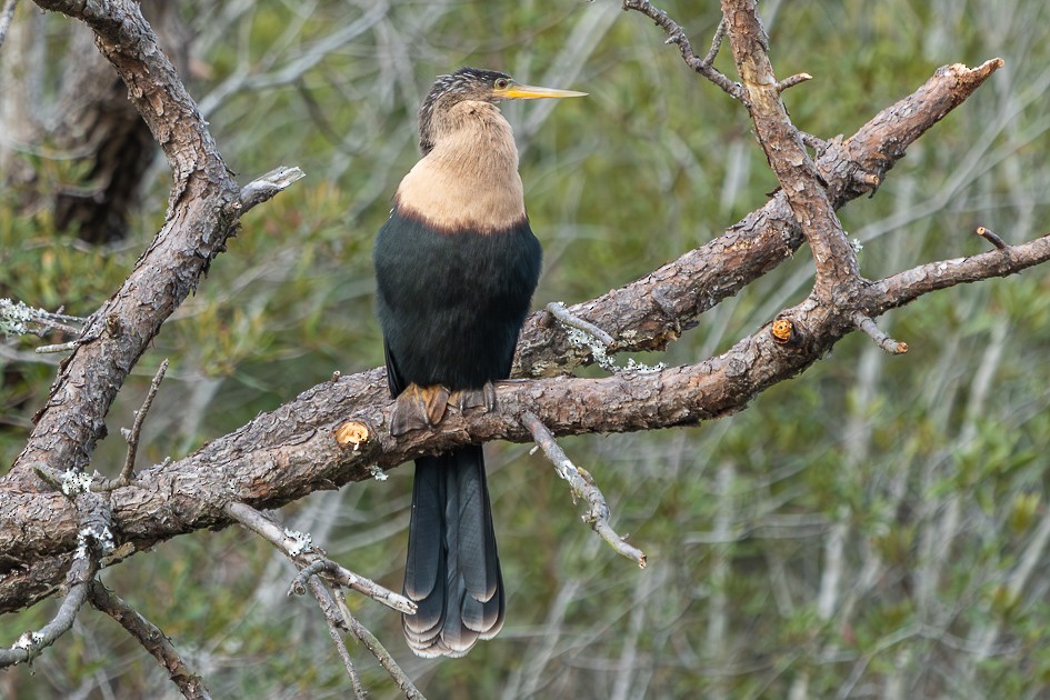 アメリカヘビウ - ML646898607