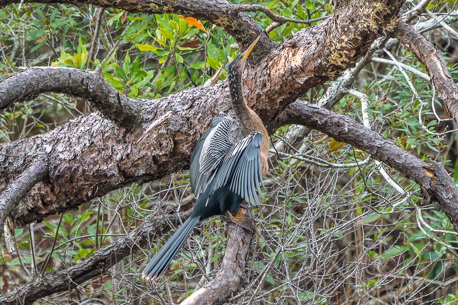 アメリカヘビウ - ML646898608