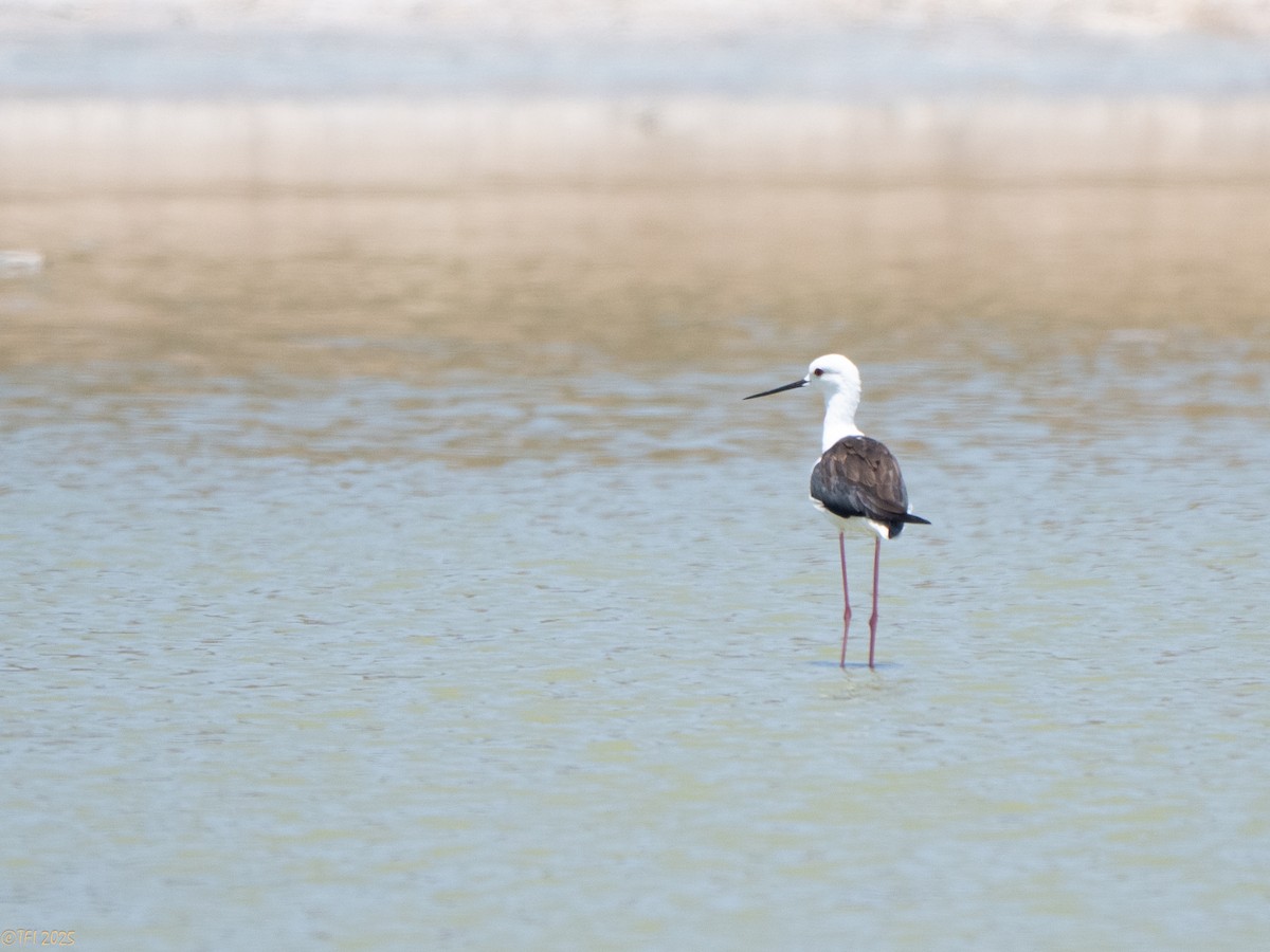 セイタカシギ - ML646898609