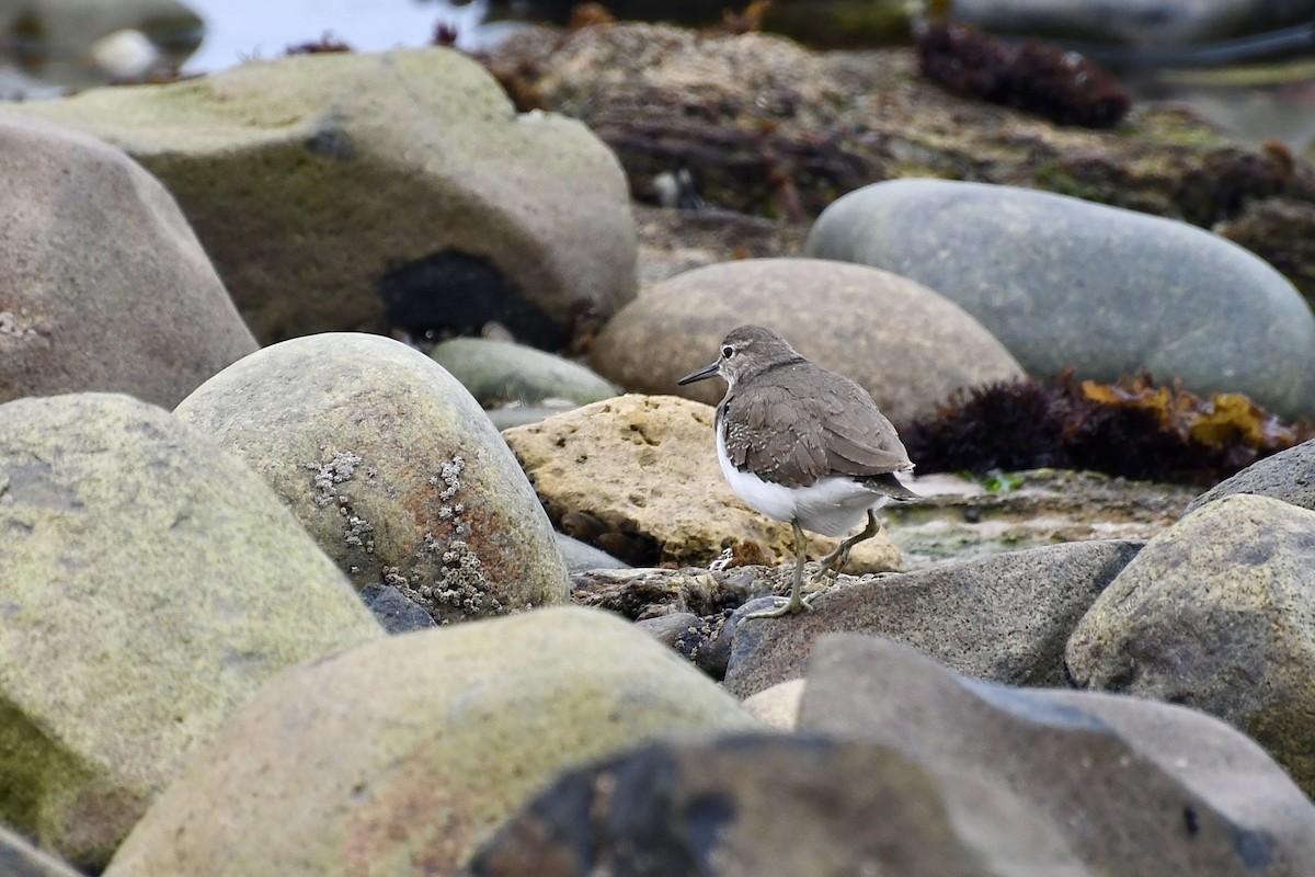 イソシギ - ML646898611