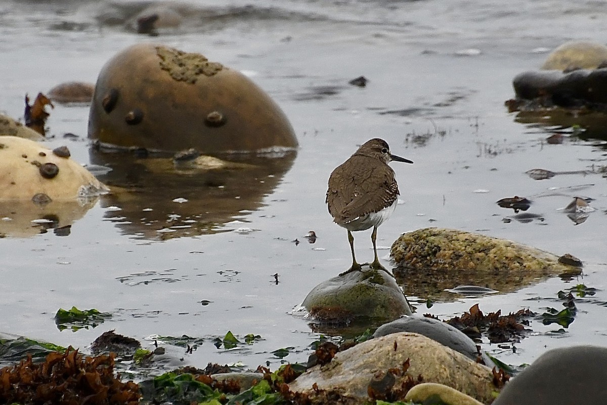 イソシギ - ML646898612