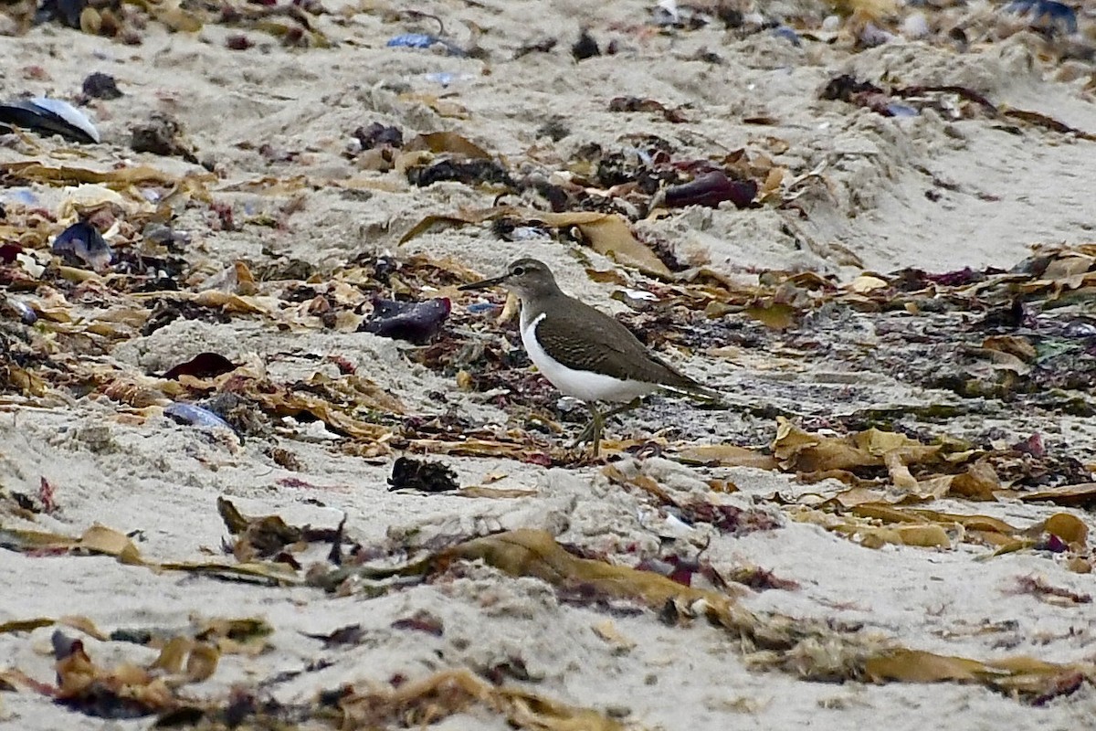 イソシギ - ML646898613