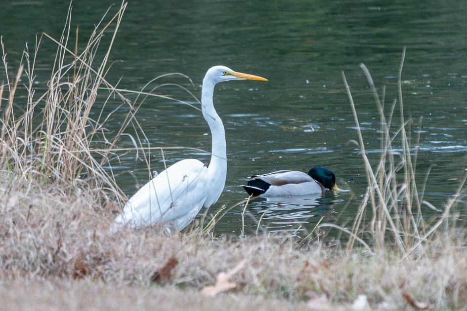 ダイサギ - ML646898614