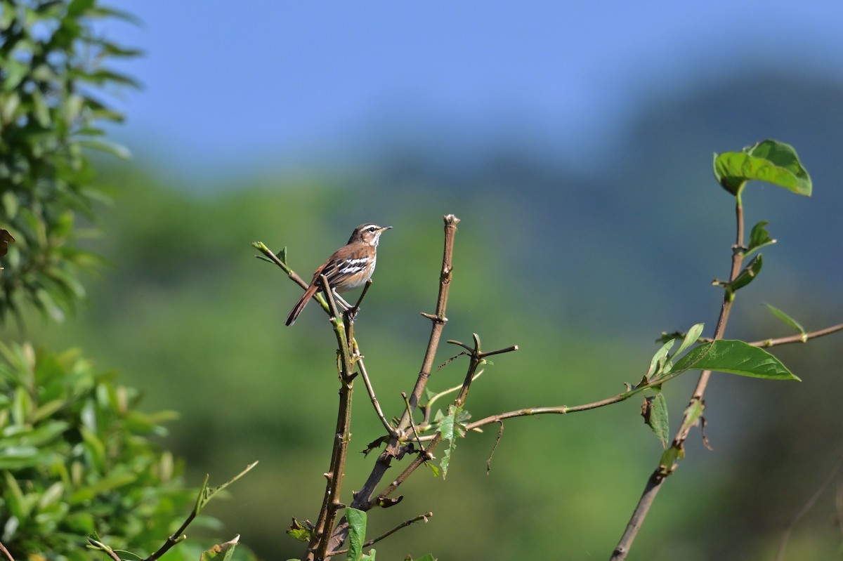 フタスジヤブコマドリ - ML646898615