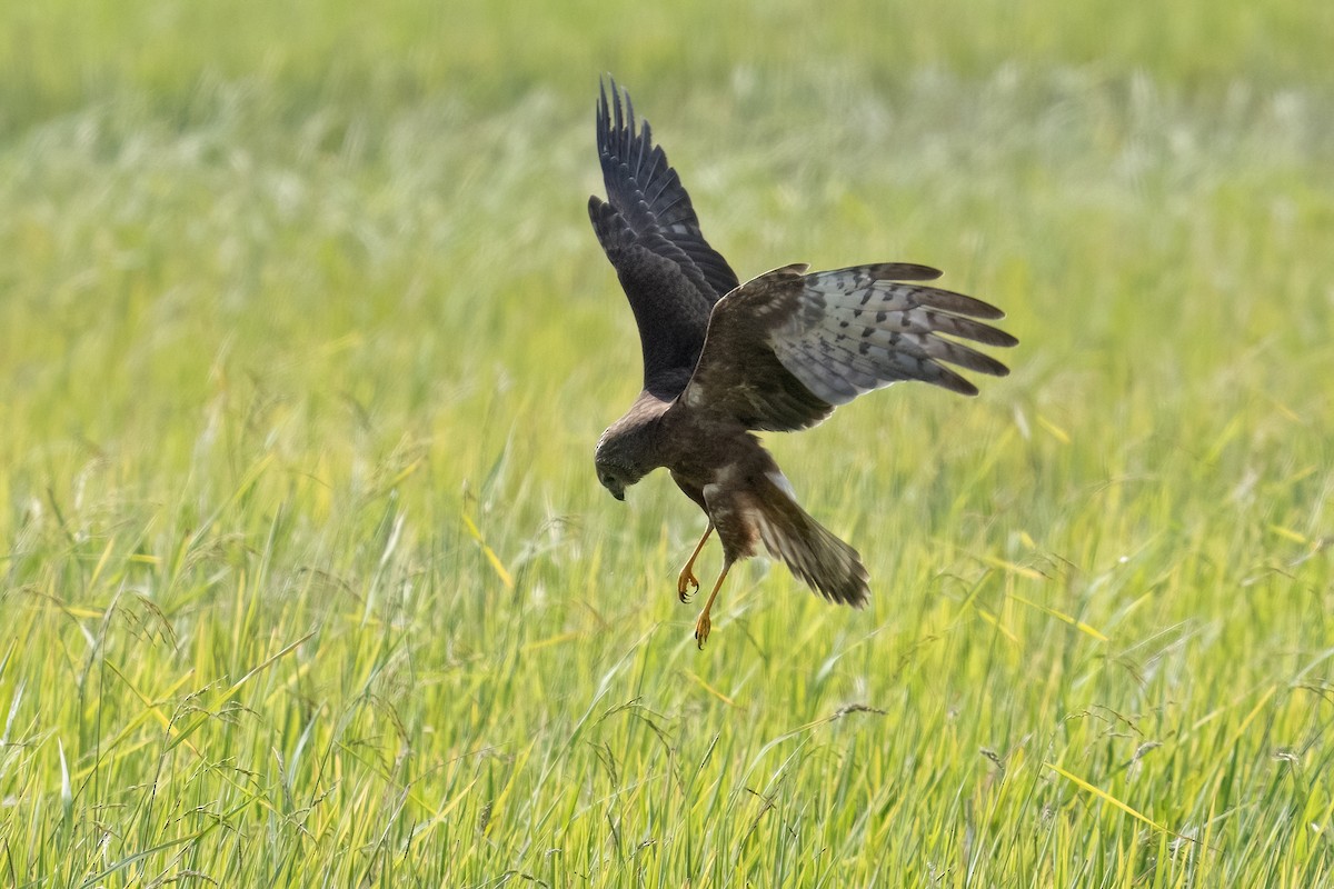 マダラチュウヒ - ML646898619