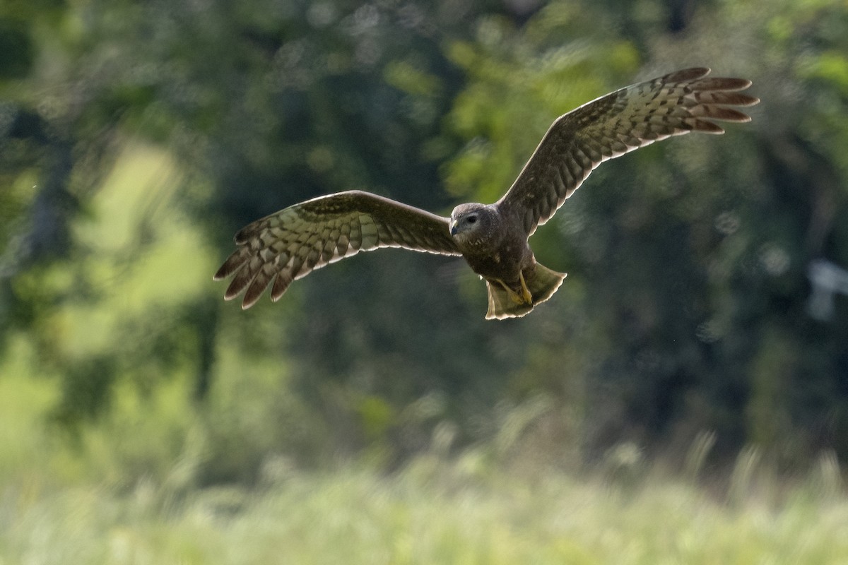 マダラチュウヒ - ML646898621