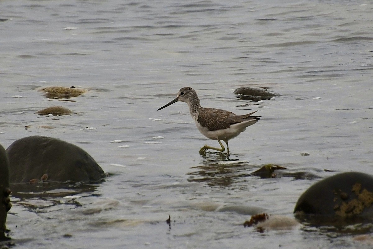 Archibebe Claro - ML646898629