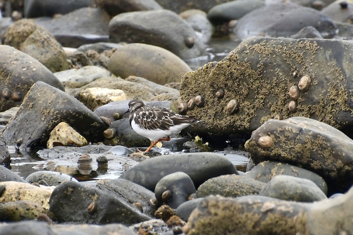Vuelvepiedras Común - ML646898636